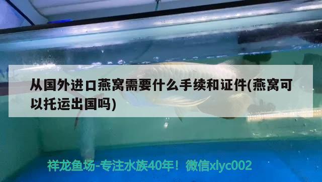 百色水族館有條銀龍魚兩條雙線金龍魚就有隊了又肯游動了