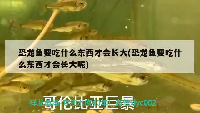 恐龍魚要吃什么東西才會長大(恐龍魚要吃什么東西才會長大呢) 女王大帆魚