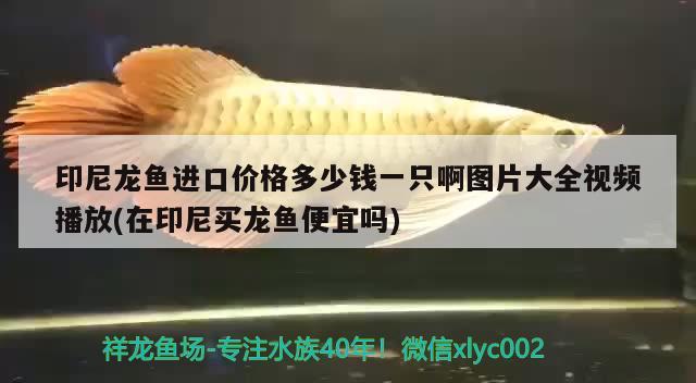 印尼龍魚進(jìn)口價(jià)格多少錢一只啊圖片大全視頻播放(在印尼買龍魚便宜嗎) 觀賞魚進(jìn)出口