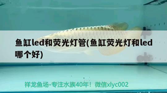 魚缸led和熒光燈管(魚缸熒光燈和led哪個好) 翡翠鳳凰魚