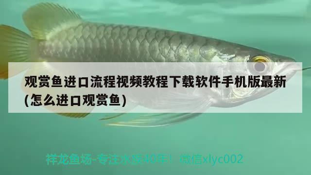 觀賞魚進(jìn)口流程視頻教程下載軟件手機(jī)版最新(怎么進(jìn)口觀賞魚) 觀賞魚進(jìn)出口