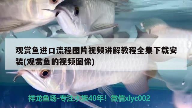 金魚曼龍魚混養(yǎng)，精選問答