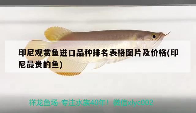 印尼觀賞魚進(jìn)口品種排名表格圖片及價格(印尼最貴的魚)