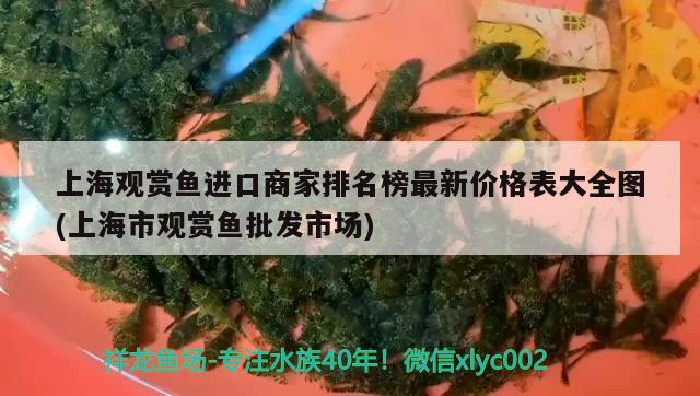 上海觀賞魚進口商家排名榜最新價格表大全圖(上海市觀賞魚批發(fā)市場) 觀賞魚進出口