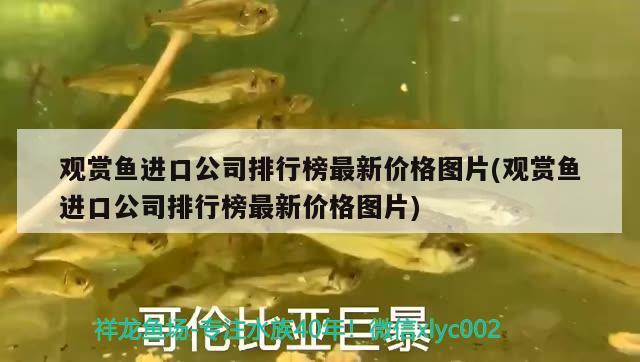 觀賞魚(yú)進(jìn)口公司排行榜最新價(jià)格圖片(觀賞魚(yú)進(jìn)口公司排行榜最新價(jià)格圖片) 觀賞魚(yú)進(jìn)出口 第2張