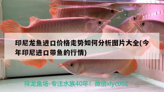 魚缸養(yǎng)多大的魚缸養(yǎng)多大的魚缸養(yǎng)多少魚合適，魚缸養(yǎng)多大的魚合適