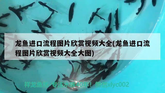 龍魚(yú)進(jìn)口流程圖片欣賞視頻大全(龍魚(yú)進(jìn)口流程圖片欣賞視頻大全大圖) 觀賞魚(yú)進(jìn)出口