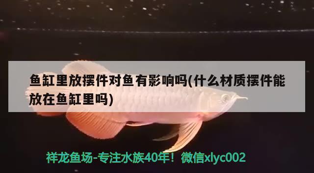 北京天津廊坊收魚缸定制定做0?大四紋虎 印尼四紋虎 第1張