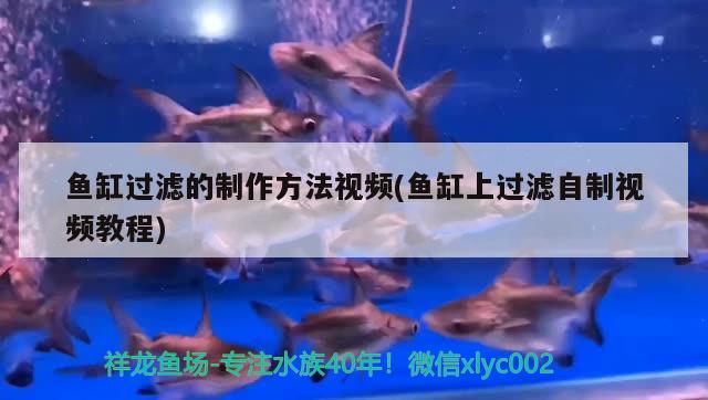 魚缸過濾的制作方法視頻(魚缸上過濾自制視頻教程) 觀賞魚水族批發(fā)市場