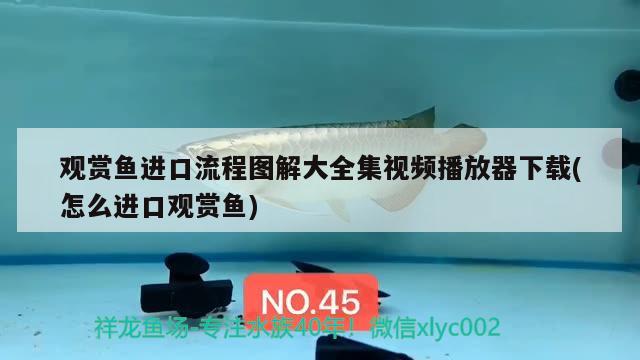 觀賞魚進口流程圖解大全集視頻播放器下載(怎么進口觀賞魚) 觀賞魚進出口