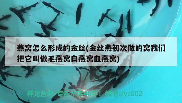 ERROR，貴池區(qū)哪里有森森水族專賣店 養(yǎng)魚的好處 第2張