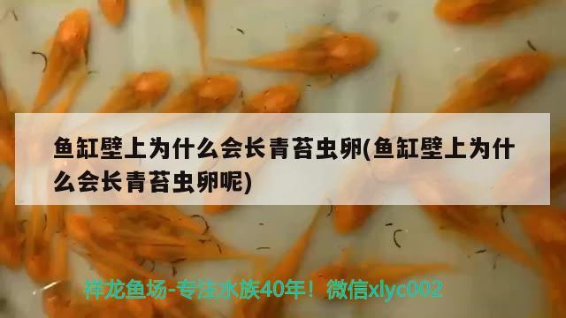 魚缸壁上為什么會長青苔蟲卵(魚缸壁上為什么會長青苔蟲卵呢) 斯維尼關刀魚