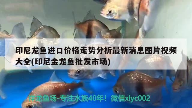 60厘米魚缸造景效果圖大全：60厘米的魚缸有多大