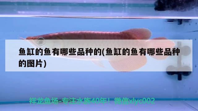 魚(yú)缸的魚(yú)有哪些品種的(魚(yú)缸的魚(yú)有哪些品種的圖片) 紅龍魚(yú)百科 第2張