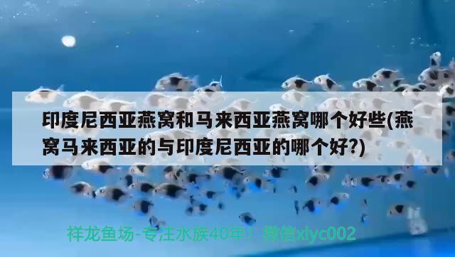 印度尼西亞燕窩和馬來西亞燕窩哪個(gè)好些(燕窩馬來西亞的與印度尼西亞的哪個(gè)好?) 馬來西亞燕窩