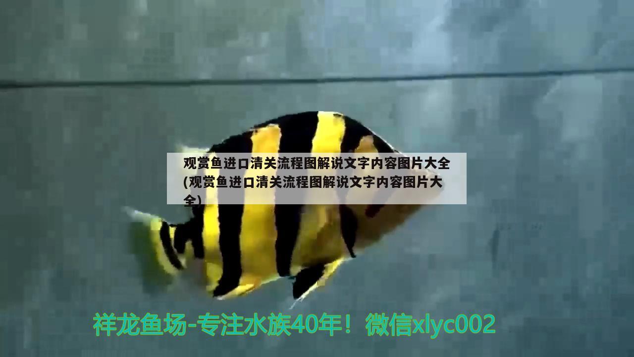 觀賞魚進口清關(guān)流程圖解說文字內(nèi)容圖片大全(觀賞魚進口清關(guān)流程圖解說文字內(nèi)容圖片大全)