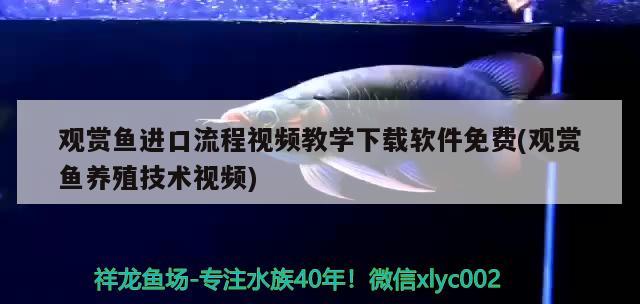 觀賞魚進口流程視頻教學下載軟件免費(觀賞魚養(yǎng)殖技術視頻) 觀賞魚進出口