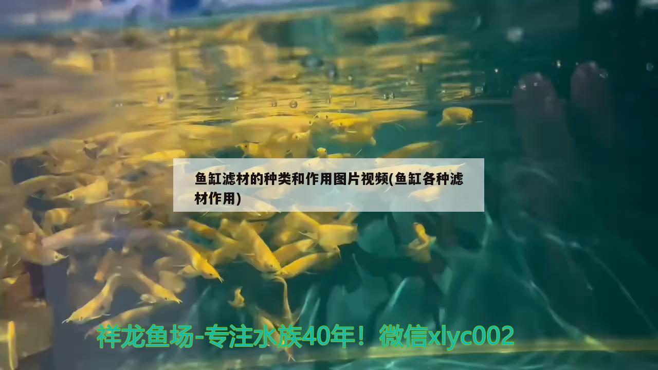 魚缸濾材的種類和作用圖片視頻(魚缸各種濾材作用) 哥倫比亞巨暴魚苗