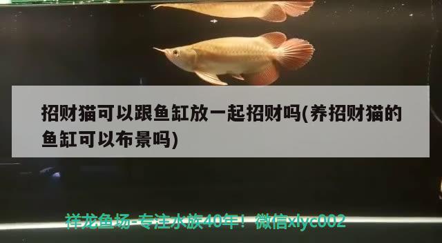 招財貓可以跟魚缸放一起招財嗎(養(yǎng)招財貓的魚缸可以布景嗎)