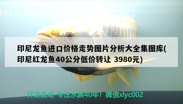 印尼龍魚進口價格走勢圖片分析大全集圖庫(印尼紅龍魚40公分低價轉讓3980元) 印尼紅龍魚