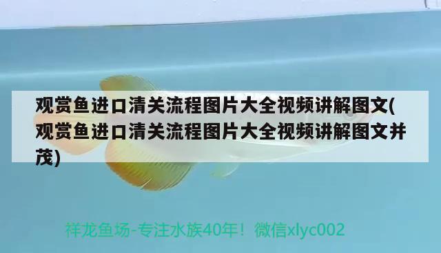 觀賞魚進口清關(guān)流程圖片大全視頻講解圖文(觀賞魚進口清關(guān)流程圖片大全視頻講解圖文并茂) 觀賞魚進出口