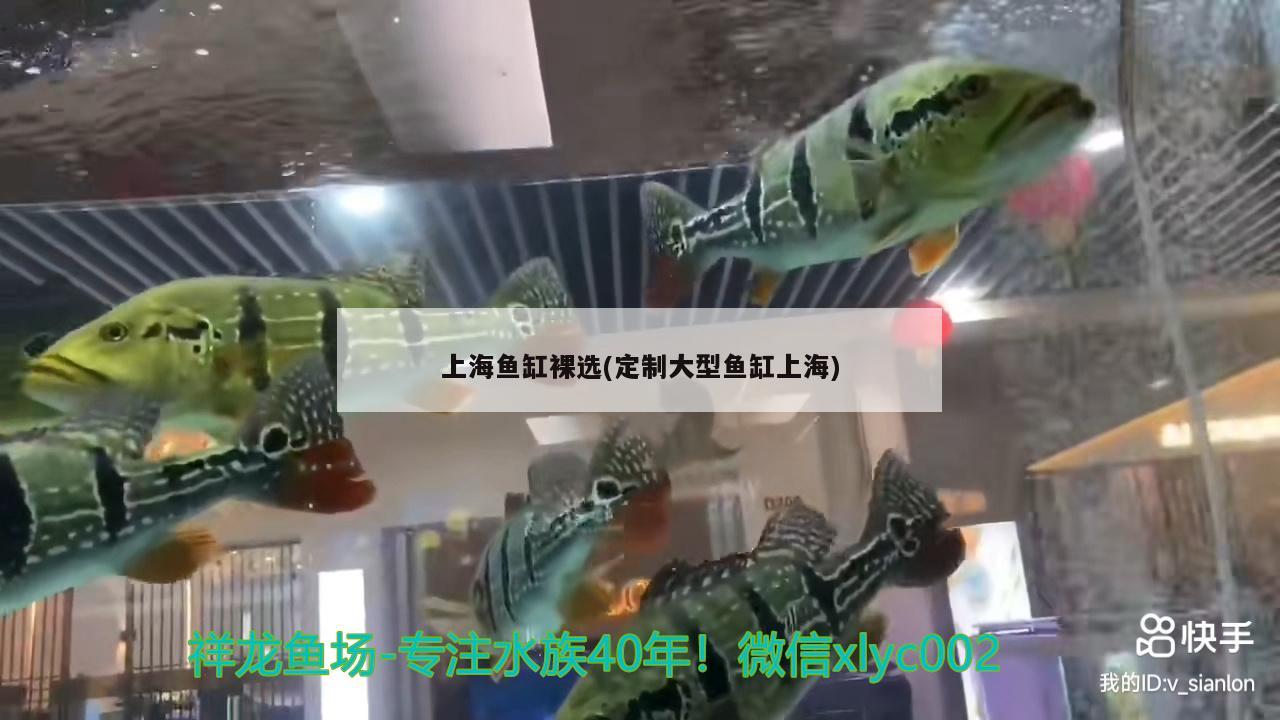 上海魚缸裸選(定制大型魚缸上海) 夢幻雷龍魚