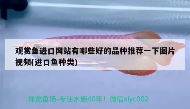 觀賞魚進(jìn)口網(wǎng)站有哪些好的品種推薦一下圖片視頻(進(jìn)口魚種類) 觀賞魚進(jìn)出口