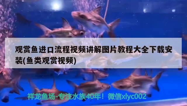 觀賞魚進口流程視頻講解圖片教程大全下載安裝(魚類觀賞視頻) 觀賞魚進出口