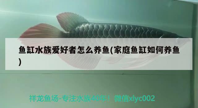 魚缸水族愛好者怎么養(yǎng)魚(家庭魚缸如何養(yǎng)魚) 黃金招財貓魚