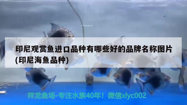 紅龍魚幾年成熟一次？紅龍魚多大開始發(fā)色？，紅龍魚幾年成熟一次