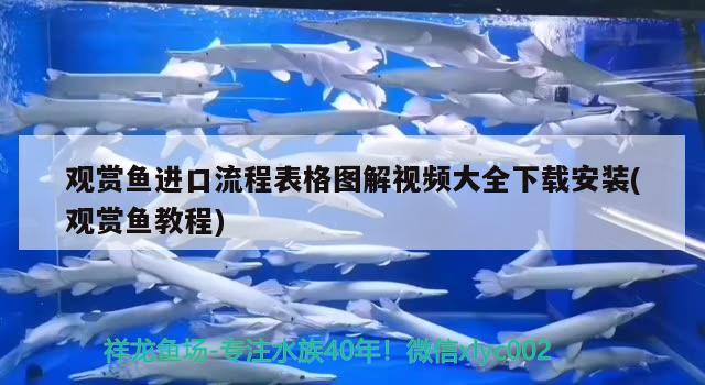 觀賞魚進口流程表格圖解視頻大全下載安裝(觀賞魚教程)