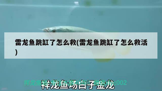 唐山魚(yú)缸制作公司 唐山水缸廠家 龍魚(yú)百科