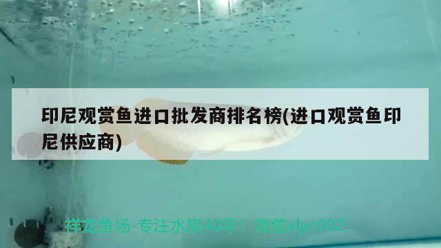 六角恐龍魚得了水霉病用什么治療（六角恐龍水霉病白毛怎么清理） 藍底過背金龍魚 第1張