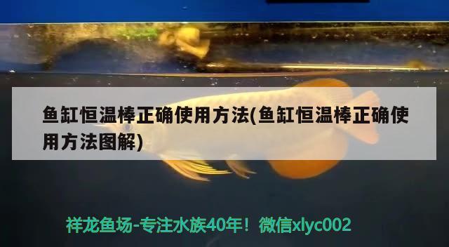 魚缸恒溫棒正確使用方法(魚缸恒溫棒正確使用方法圖解) 水族雜談