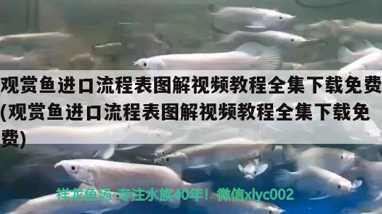 觀賞魚進(jìn)口流程表圖解視頻教程全集下載免費(fèi)(觀賞魚進(jìn)口流程表圖解視頻教程全集下載免費(fèi)) 觀賞魚進(jìn)出口