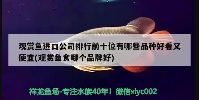 觀賞魚進口公司排行前十位有哪些品種好看又便宜(觀賞魚食哪個品牌好) 觀賞魚進出口