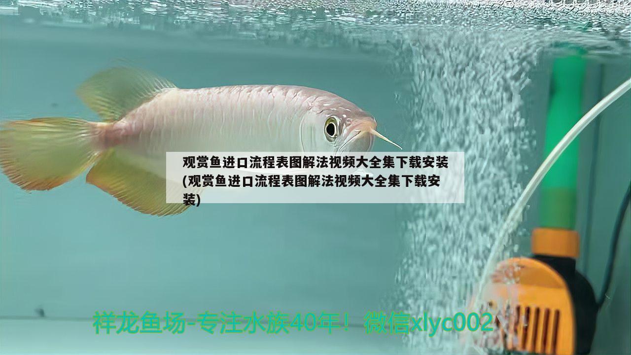 觀賞魚進(jìn)口流程表圖解法視頻大全集下載安裝(觀賞魚進(jìn)口流程表圖解法視頻大全集下載安裝) 觀賞魚進(jìn)出口