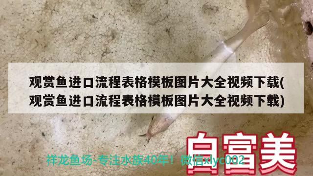 大金 觀賞魚論壇 第2張