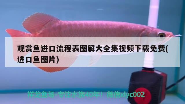 觀賞魚進(jìn)口流程表圖解大全集視頻下載免費(fèi)(進(jìn)口魚圖片) 觀賞魚進(jìn)出口