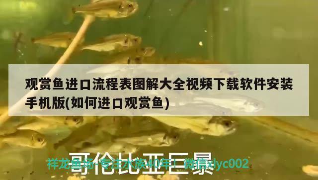 觀賞魚進口流程表圖解大全視頻下載軟件安裝手機版(如何進口觀賞魚) 觀賞魚進出口