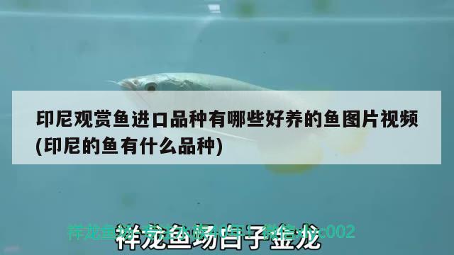 印尼觀賞魚(yú)進(jìn)口品種有哪些好養(yǎng)的魚(yú)圖片視頻(印尼的魚(yú)有什么品種)