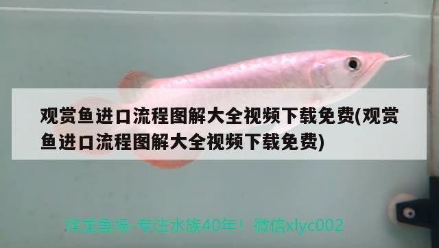 觀賞魚進口流程圖解大全視頻下載免費(觀賞魚進口流程圖解大全視頻下載免費)