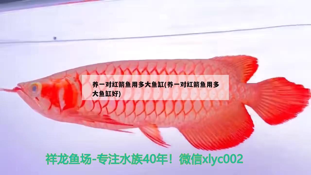 養(yǎng)一對紅箭魚用多大魚缸(養(yǎng)一對紅箭魚用多大魚缸好)