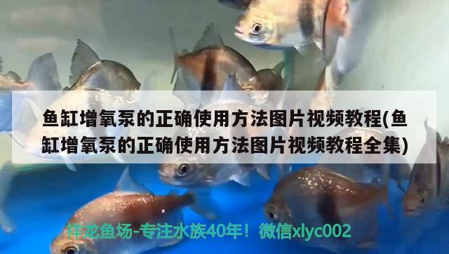 魚缸增氧泵的正確使用方法圖片視頻教程(魚缸增氧泵的正確使用方法圖片視頻教程全集) 七紋巨鯉魚