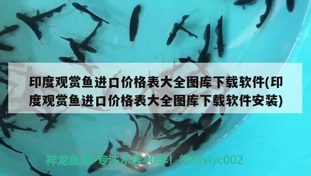 印度觀賞魚進(jìn)口價(jià)格表大全圖庫(kù)下載軟件(印度觀賞魚進(jìn)口價(jià)格表大全圖庫(kù)下載軟件安裝) 觀賞魚進(jìn)出口