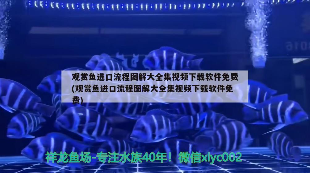 七彩銀龍魚圖片大全七彩銀龍魚圖片大全七彩銀龍魚圖片大全，七彩銀龍魚圖片七彩銀龍魚圖片大全