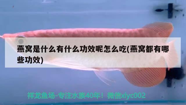 魚(yú)缸內(nèi)褐藻不用清除（魚(yú)缸壁的褐藻怎么清除） 其他品牌魚(yú)缸