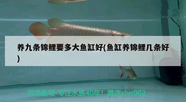 養(yǎng)九條錦鯉要多大魚缸好(魚缸養(yǎng)錦鯉幾條好) 非洲金鼓魚 第2張