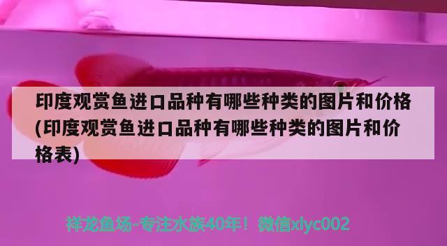 魚(yú)缸過(guò)濾器不抽水怎么解決視頻講解（馬桶有水聲不上水怎么回事） 慈雕魚(yú) 第1張