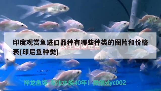 龍魚和虎魚哪個好養(yǎng)活（虎魚壓養(yǎng)后還能長大嗎）